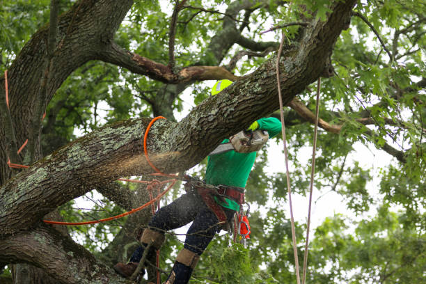 Best Emergency Tree Removal  in Mascotte, FL